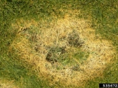 Dip Çürümesi (Damping off)