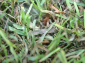 Kahverengi Yama Hastalığı