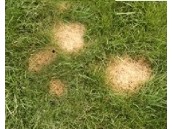 Köpek Dışkı Lekeleri