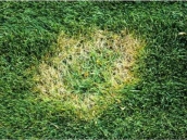 Fusarium Blight