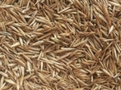 Festuca Rubra Commutata