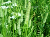 Çayır Kelp Kuyruğu